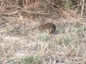 Baby rabbit near camp