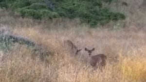 deer-wildcat-campgrounds