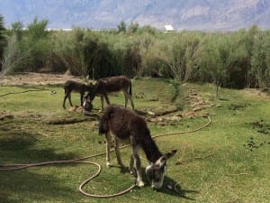 Saline Valley Hot Springs