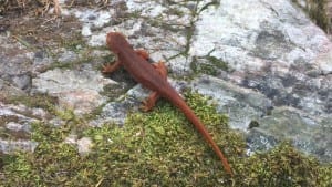 California Newt Feather Falls May 2017 barebackpacking