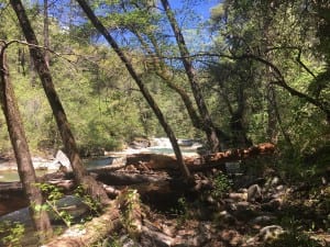 Feather Falls Log Jam Fall River May 2017 Barebackpacking