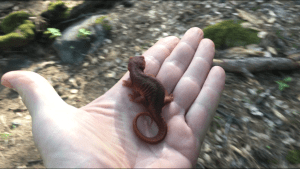 Feather Falls Salamander May 2017 barebackpacking