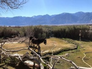 Burrows_Looking_For_Food_Saline_Valley_Hot_Springs_Barebackpacking