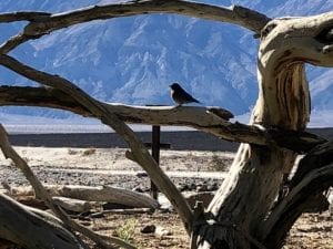 Lower_Springs_Bird_Watching_Saline_Valley_Hot_Springs_Barebackpacking