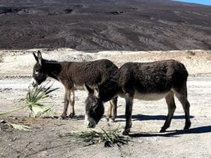 Valley_Residence_Saline_Valley_Hot_Springs_Barebackpacking