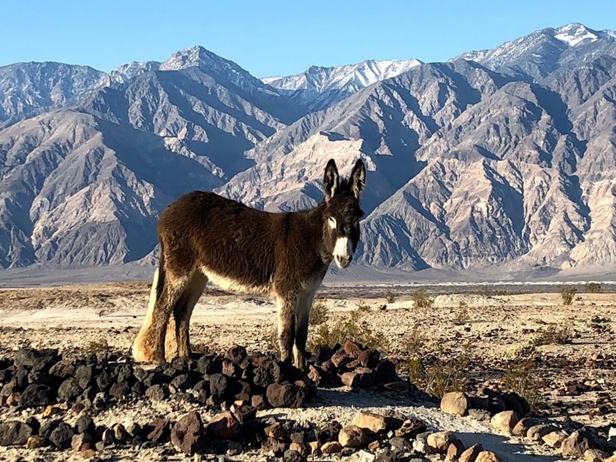 Burrows_Visiting_Last_Day_Saline_Valley_Hot_Springs_Barebackpacking